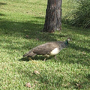 Picture 005